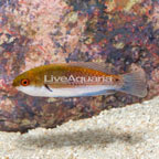 Bluehead Fairy Wrasse (click for more detail)