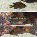 Regal Damselfish, Trio (click for more detail)