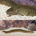 Richardson's Moray Eel (click for more detail)