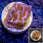 LiveAquaria® Cultured Montipora Coral (click for more detail)