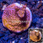 LiveAquaria® Cultured Montipora Coral (click for more detail)