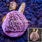 LiveAquaria® Cultured Montipora Coral (click for more detail)