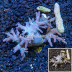 Sinularia Leather Coral Vietnam (click for more detail)