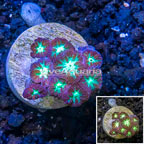 LiveAquaria® Purple Blastomussa Coral (click for more detail)