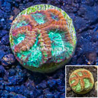 LiveAquaria® Cultured Goniastrea Brain Coral  (click for more detail)