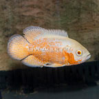 Albino Oscar (click for more detail)