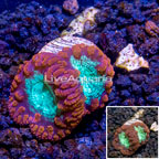 LiveAquaria® Cultured Blastomussa Coral  (click for more detail)