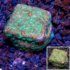 LiveAquaria® Cultured Leptoseris Coral (click for more detail)