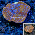 LiveAquaria® Cultured Montipora Coral (click for more detail)