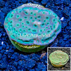 LiveAquaria® Cultured Pavona Coral (click for more detail)