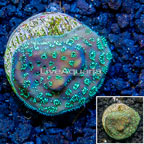 LiveAquaria® Cultured Pavona Coral (click for more detail)