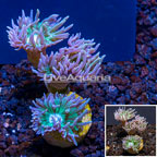 LiveAquaria® Cultured Duncan Coral (3 Heads)  (click for more detail)