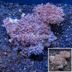 Xenia Coral Indonesia (click for more detail)