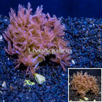 LiveAquaria® Cultured Anthelia Coral (click for more detail)