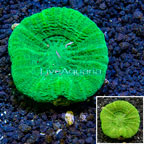 Scolymia Coral Australia (click for more detail)