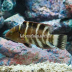 Red Breast Wrasse  (click for more detail)