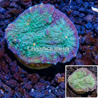 LiveAquaria® Cultured Ultra Chalice Coral (click for more detail)