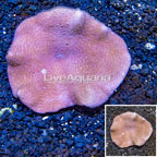 Toadstool Leather Coral Vietnam (click for more detail)