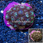 Zoanthus Coral Indonesia (click for more detail)