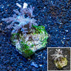 Pineapple Tree Coral Indonesia (click for more detail)