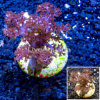 LiveAquaria® Cultured Pineapple Tree Coral (click for more detail)