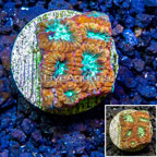 LiveAquaria® Cultured Favia Brain Coral  (click for more detail)