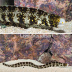 Snowflake Eel  (click for more detail)