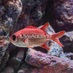 Blotcheye Soldierfish (click for more detail)