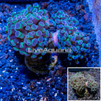 LiveAquaria® Cultured Hammer Coral (click for more detail)