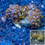 Zoanthus Coral Indonesia (click for more detail)