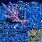 LiveAquaria® Cultured Purple Gorgonia Coral (click for more detail)