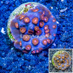 LiveAquaria® Cultured Cyphastrea Frag (click for more detail)