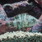 Floral Wrasse (click for more detail)