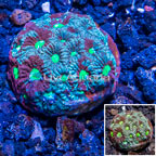 LiveAquaria® Cultured War Coral (click for more detail)