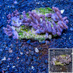 Tree Coral Indonesia (click for more detail)