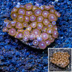 Zoanthus Coral Indonesia (click for more detail)