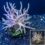 Sinularia Leather Coral Indonesia (click for more detail)