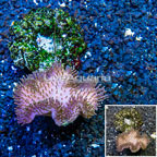 Toadstool Leather Coral Indonesia (click for more detail)