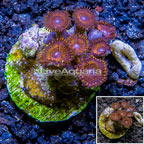 Zoanthus Coral Indonesia (click for more detail)