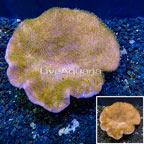 Toadstool Leather Coral Vietnam (click for more detail)