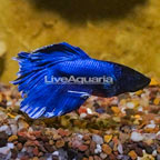 Butterfly Betta, Male (click for more detail)