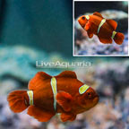 Gold Stripe Maroon Clownfish (click for more detail)