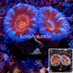 LiveAquaria® Cultured Acan Lord Coral (click for more detail)