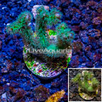 LiveAquaria® Cultured Green Pocillopora Coral (click for more detail)