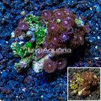 Zoanthus Coral Vietnam (click for more detail)