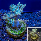 Pineapple Tree Coral Indonesia (click for more detail)