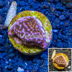 LiveAquaria® Cultured Montipora Coral (click for more detail)