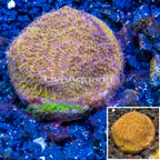 LiveAquaria® Cultured Leptoseris Coral (click for more detail)