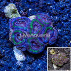 LiveAquaria® Cultured Acan Lord Coral (click for more detail)