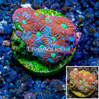 LiveAquaria® Cultured War Coral (click for more detail)